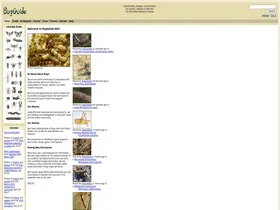 Preview of  bugguide.net